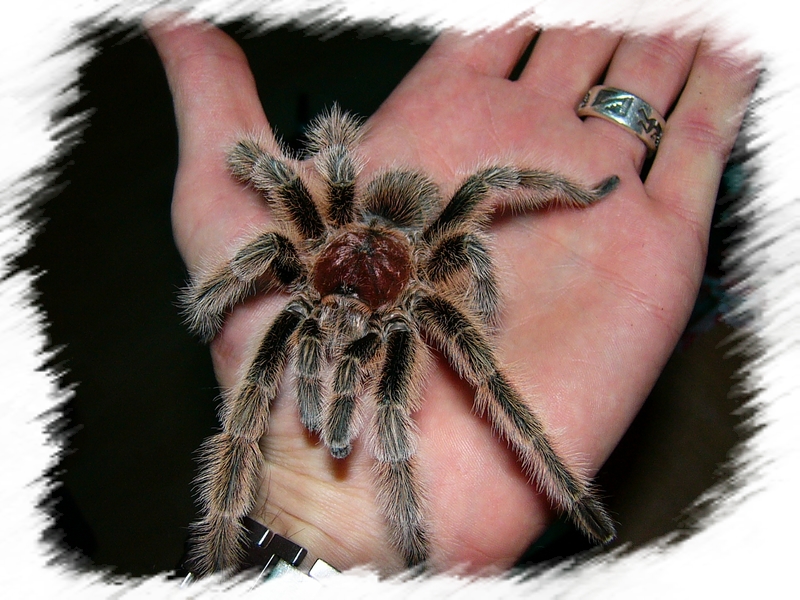 Grammostola rosea auf der Hand.JPG